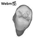 SK 24 Paranthropus robustus ULP3 ply movie