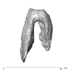 SK 25 Paranthropus robustus mandible inferior
