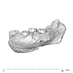 SK 25 Paranthropus robustus mandible lateral left side