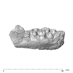 SK 25 Paranthropus robustus mandible lateral right side