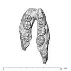 SK 25 Paranthropus robustus mandible occlusal