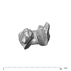 SK 25 Paranthropus robustus mandible posterior