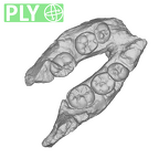 SK 25 Paranthropus robustus mandible ply