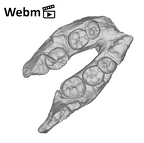 SK 25 Paranthropus robustus mandible ply movie