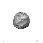SK 27 Homo ULC apical
