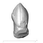 SK 27 Homo ULC labial