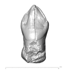 SK 27 Homo ULC