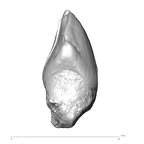 SK 27 Homo ULC mesial
