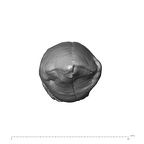 SK 27 Homo ULC occlusal