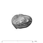 SK 27 Homo ULP3 apical