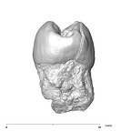SK 27 Homo ULP3 distal