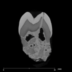 SK 27 Homo ULP3 internal