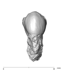SK 27 Homo ULP3 lingual