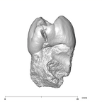 SK 27 Homo ULP3 mesial