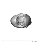 SK 27 Homo ULP3