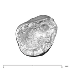 SK 27 Homo URM2 apical