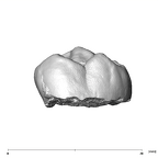 SK 27 Homo URM2 buccal