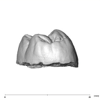 SK 27 Homo URM2 distal