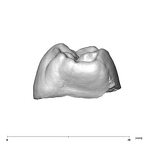 SK 27 Homo URM2 mesial