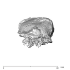 SK 27 Homo cranium anterior