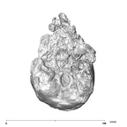 SK 27 Homo cranium inferior