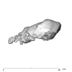 SK 27 Homo cranium lateral left side