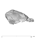 SK 27 Homo cranium lateral right side