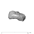 SK 27 Homo cranium posterior