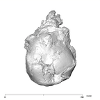 SK 27 Homo cranium superior
