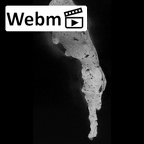 SK 27 Homo cranium ct stack movie