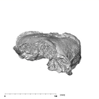 SK 27 Homo temporals anterior