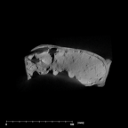 SK 27 Homo temporals internal
