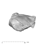 SK 27 Homo temporals
