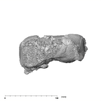 SK 27 Homo temporals posterior