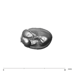 SK 28 Paranthropus robustus ULP4 apical
