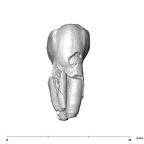 SK 28 Paranthropus robustus ULP4 buccal