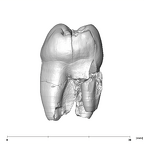 SK 28 Paranthropus robustus ULP4 distal