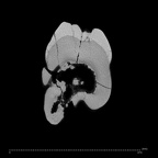 SK 28 Paranthropus robustus ULP4 internal