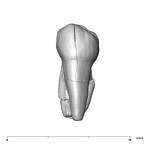 SK 28 Paranthropus robustus ULP4 lingual