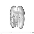 SK 28 Paranthropus robustus ULP4 mesial