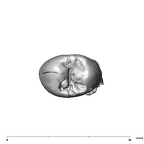 SK 28 Paranthropus robustus ULP4 occlusal