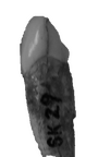 SK 29 Paranthropus robustus LRC