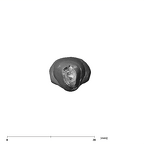 SK 2 Paranthropus robustus URI1 apical
