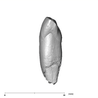 SK 2 Paranthropus robustus URI1 distal