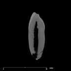 SK 2 Paranthropus robustus URI1 internal