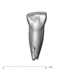 SK 2 P. robustus URI1