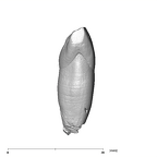 SK 2 Paranthropus robustus URI1 mesial