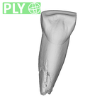 SK 2 Paranthropus robustus URI1 ply