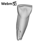 SK 2 Paranthropus robustus URI1 ply movie