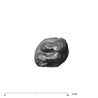 SK 30 Paranthropus robustus LLP3 apical